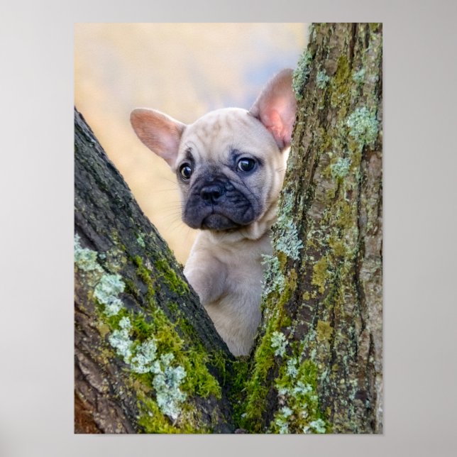 Cute French Bulldog Puppy Posing in a Branch Fork  Poster (Front)