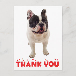 Cute French Bulldog Thank You Frenchie Puppy Dog Postcard