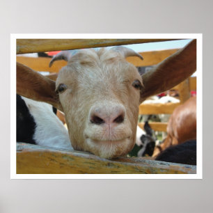 Cute Friendly Goat Poster