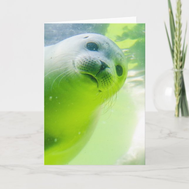 Cute Friendly Seal Underwater Card (Front)