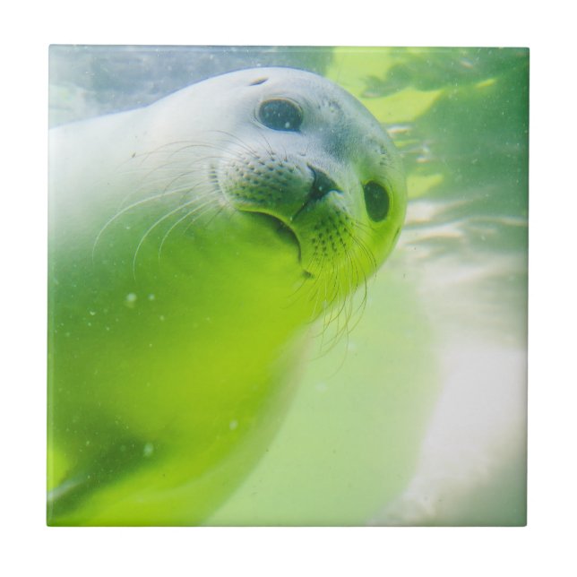 Cute Friendly Seal Underwater Tile (Front)