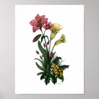 Cute Frog Among the Lilies Botanical Floral Art