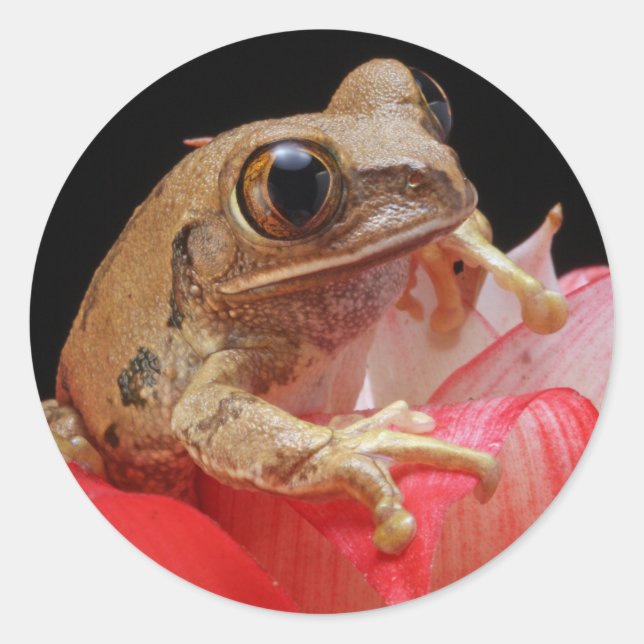 Cute Frog Classic Round Sticker (Front)