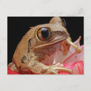 Cute Frog On Flower Postcard