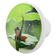 Cute Frog on Lily Beautiful Green Nature