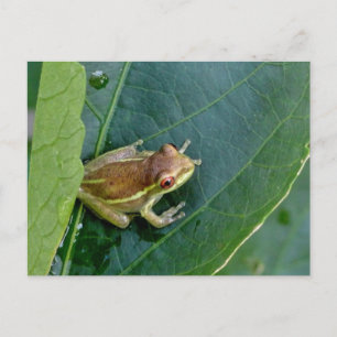 Cute frog postcard