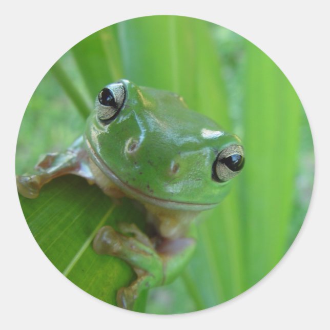 Cute Frog Stickers (Front)