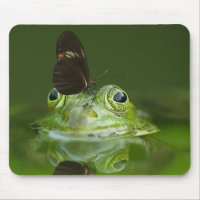 Cute frog with a Butterfly on his nose
