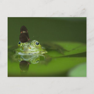 Cute frog with a Butterfly on his nose Postcard
