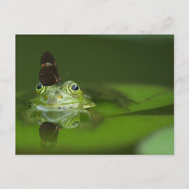 Cute frog with a Butterfly on his nose Postcard (Front)