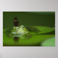 Cute frog with a Butterfly on his nose