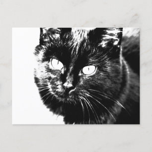 Cute Funky Black Cat Kitten Eyes Sketch Postcard