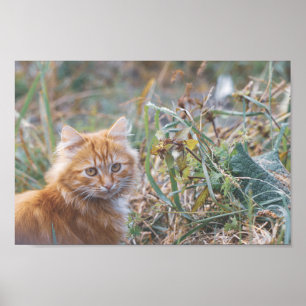 Cute Funky Ginger Cat Kitten Face Poster