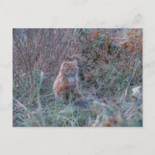 Cute Funky Ginger Cat Kitten Hidden in the Grass Postcard