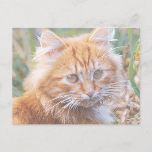 Cute Funky Ginger Cat Kitten Painting Postcard
