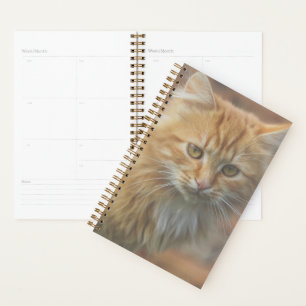 Cute Funky Ginger Chat Kitten Visage