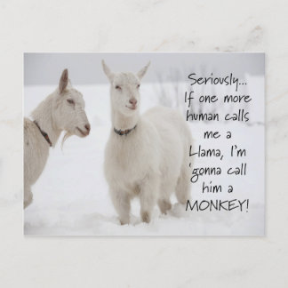 Cute Funny Animal Goat Joke Postcard