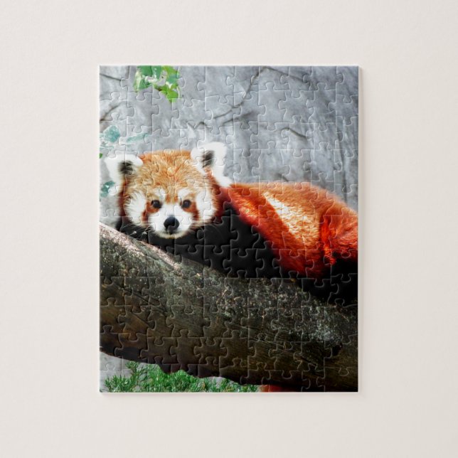 cute funny animal red panda jigsaw puzzle (Vertical)