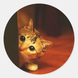 cute_funny_animals_28 kitten cat sneaking peering classic round sticker
