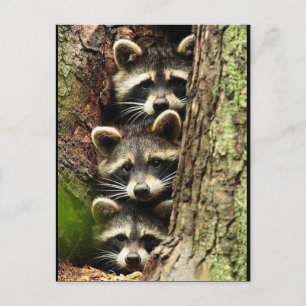 cute_funny_animals_41 Three Raccons Tree trunk Postcard