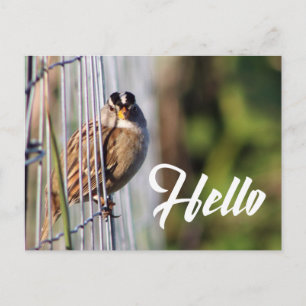 Cute funny bird hello photo postcard