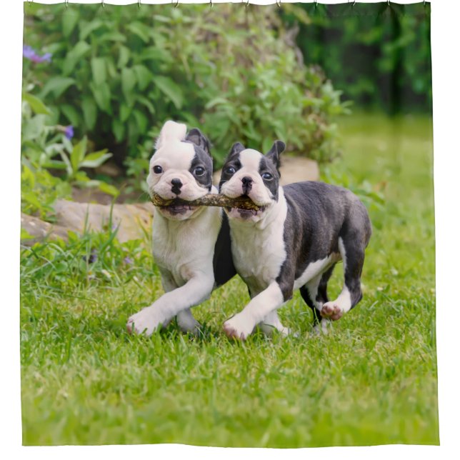 Cute funny Boston Terrier dogs puppies playing - (Front)