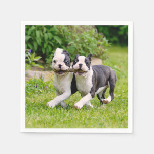 Cute funny Boston Terrier dogs puppies playing - Napkin