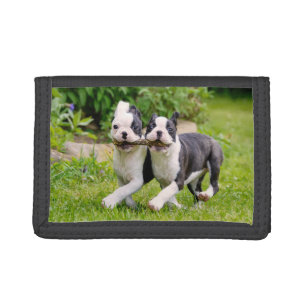 Cute funny Boston Terrier dogs puppies playing - Trifold Wallet