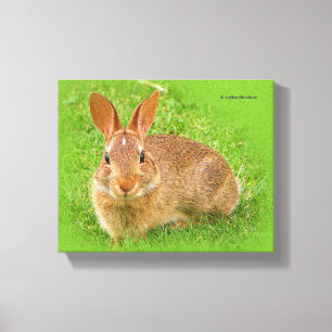 Cute Funny Bunny Nibbling  Fairway Greens Canvas Print