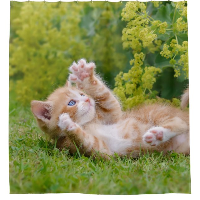 Cute funny cat kitten playing in a flowery garden (Front)