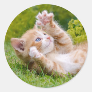 Cute funny cat kitten playing in a flowery garden classic round sticker