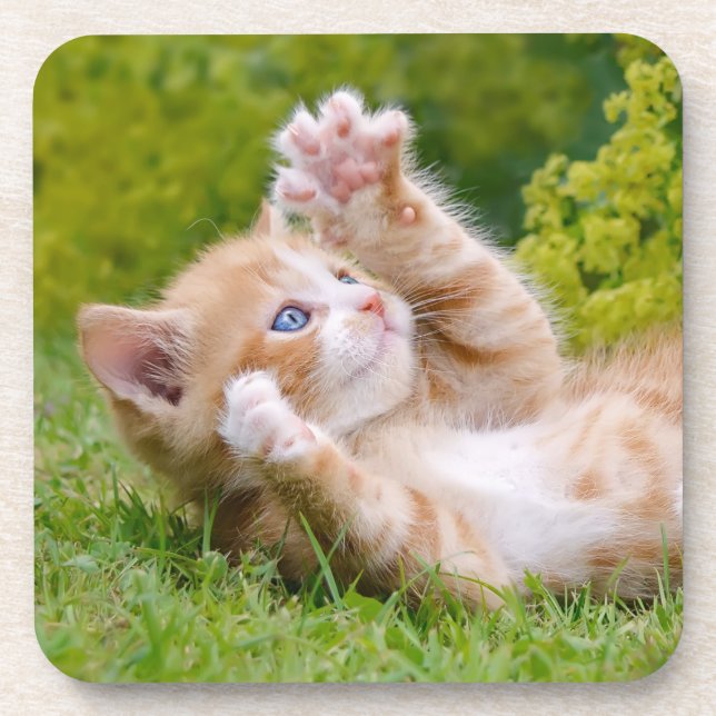 Cute funny cat kitten playing in a flowery garden coaster (Front)