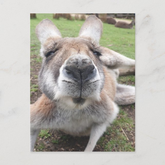 Cute Funny Face Kangaroo Educational Animal Photo Postcard (Front)