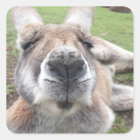 Cute Funny Face Kangaroo Educational Animal Photo 