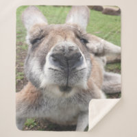 Cute Funny Face Kangaroo Kawaii Animal Australia
