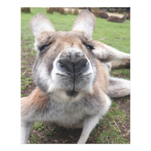 Cute Funny Kangaroo Educational Animal Wall Art
