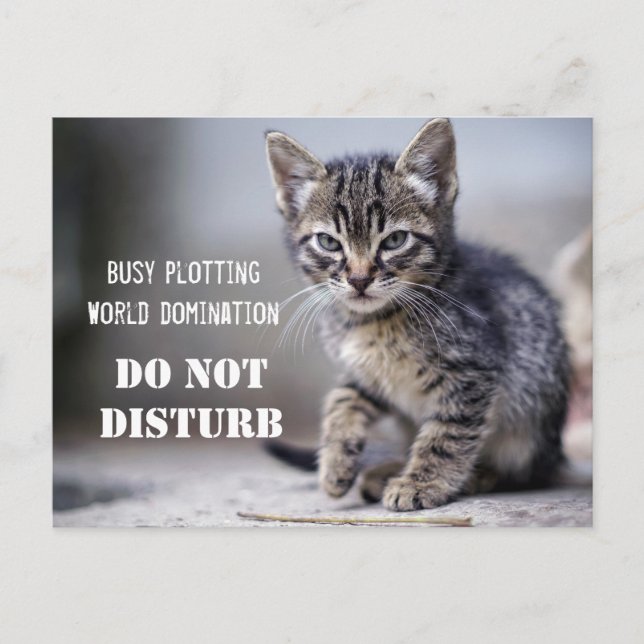 Cute Funny Kitten Do Not Disturb Postcard (Front)