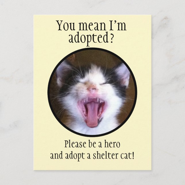 Cute Funny Kitten Photo Adopt a Shelter Cat Postcard (Front)