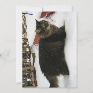 Cute Funny Maine Coon Kitty Cat Cold Toes