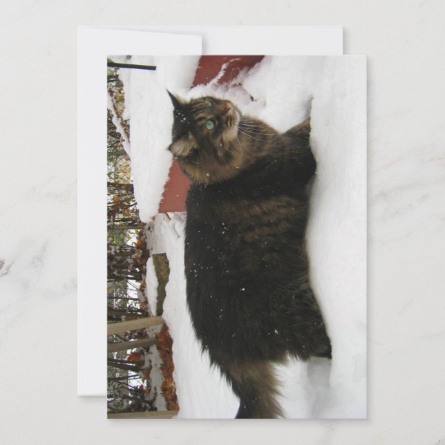 Cute Funny Maine Coon Kitty Cat Cold Toes (Front)