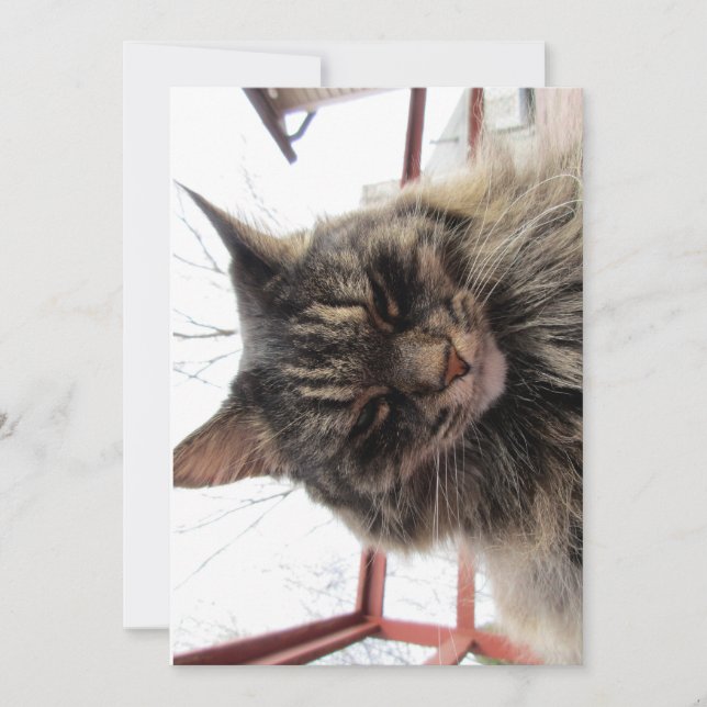 Cute Funny Maine Coon Kitty  Content (Front)