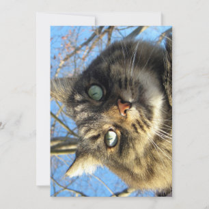 Cute Funny Maine Coon Kitty Fuzzy Face