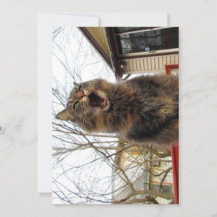 Cute Funny Maine Coon Kitty I'm a Bird House