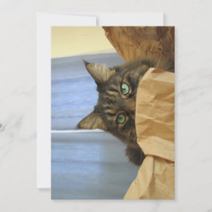 Cute Funny Maine Coon Kitty I'm Not Here