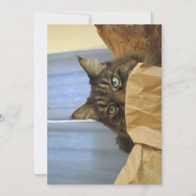 Cute Funny Maine Coon Kitty I'm Not Here (Front)