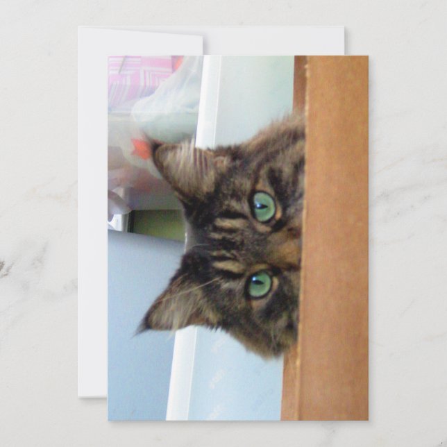 Cute Funny Maine Coon Kitty Peek a Boo (Front)