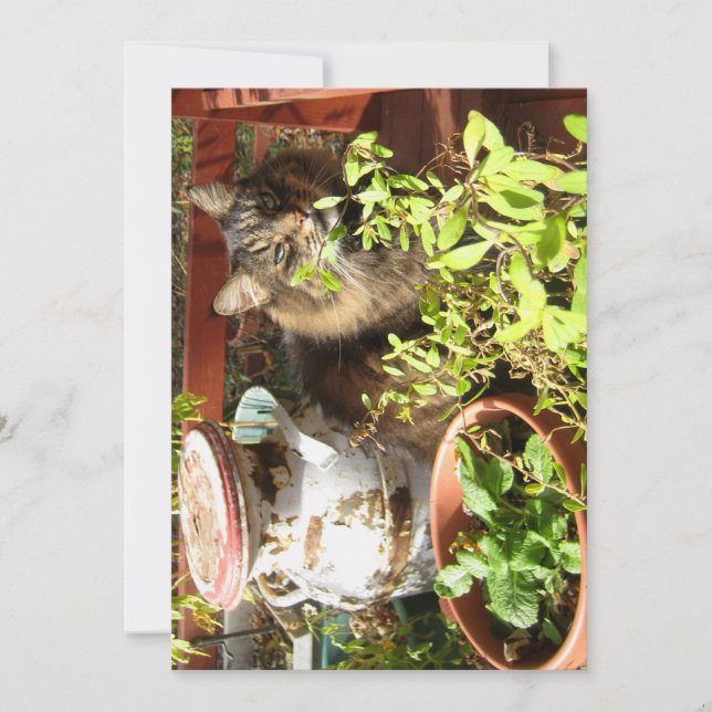 Cute Funny Maine Coon Kitty Rustic (Front)