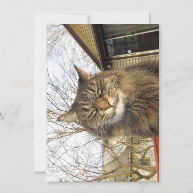 Cute Funny Maine Coon Kitty So So Happy (Front)