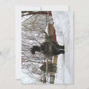 Cute Funny Maine Coon Let it Snow
