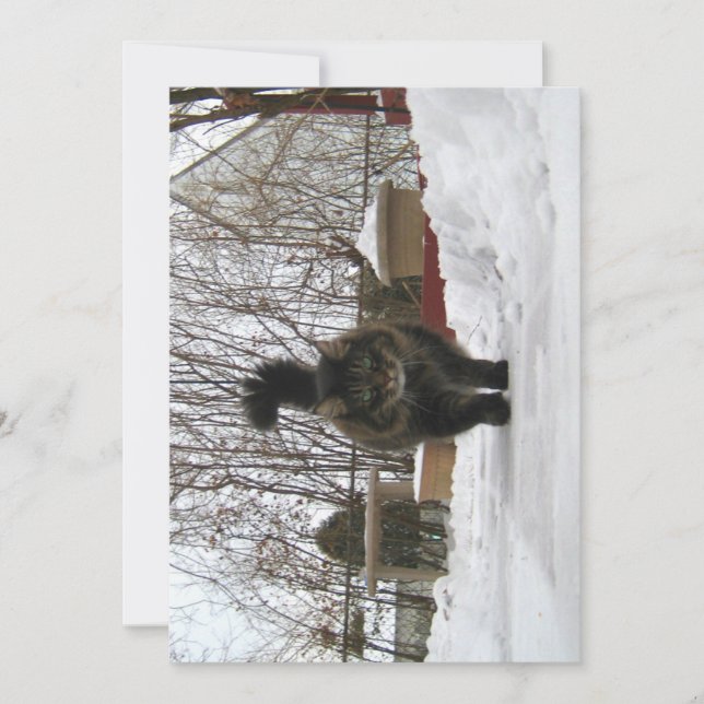 Cute Funny Maine Coon Let it Snow (Front)